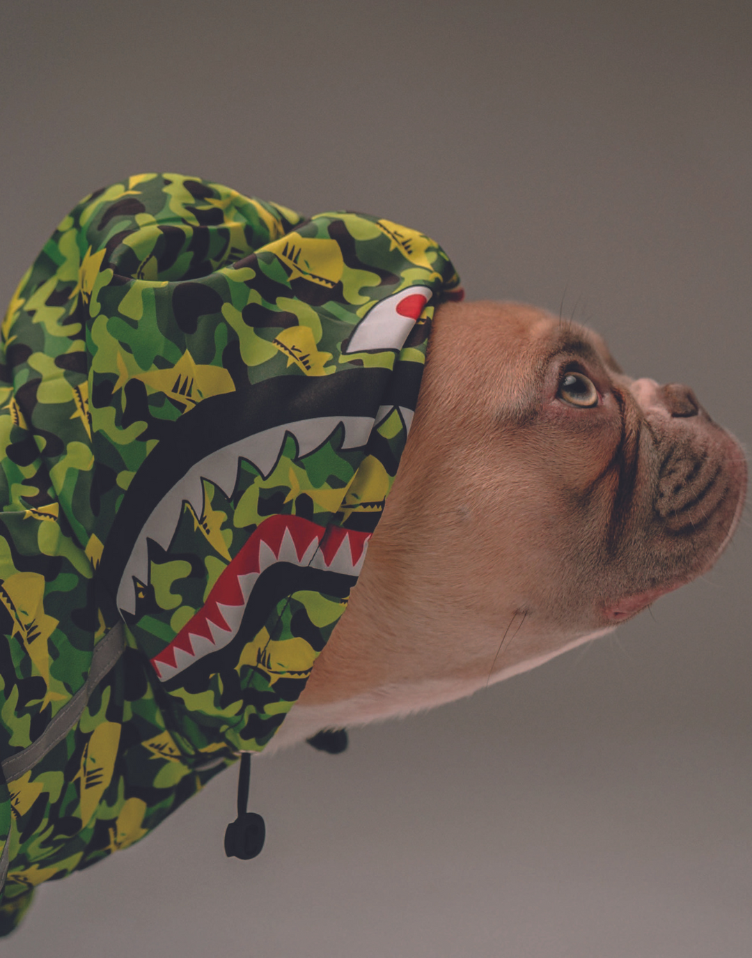 BAPE PUP POSTER - PosterFi