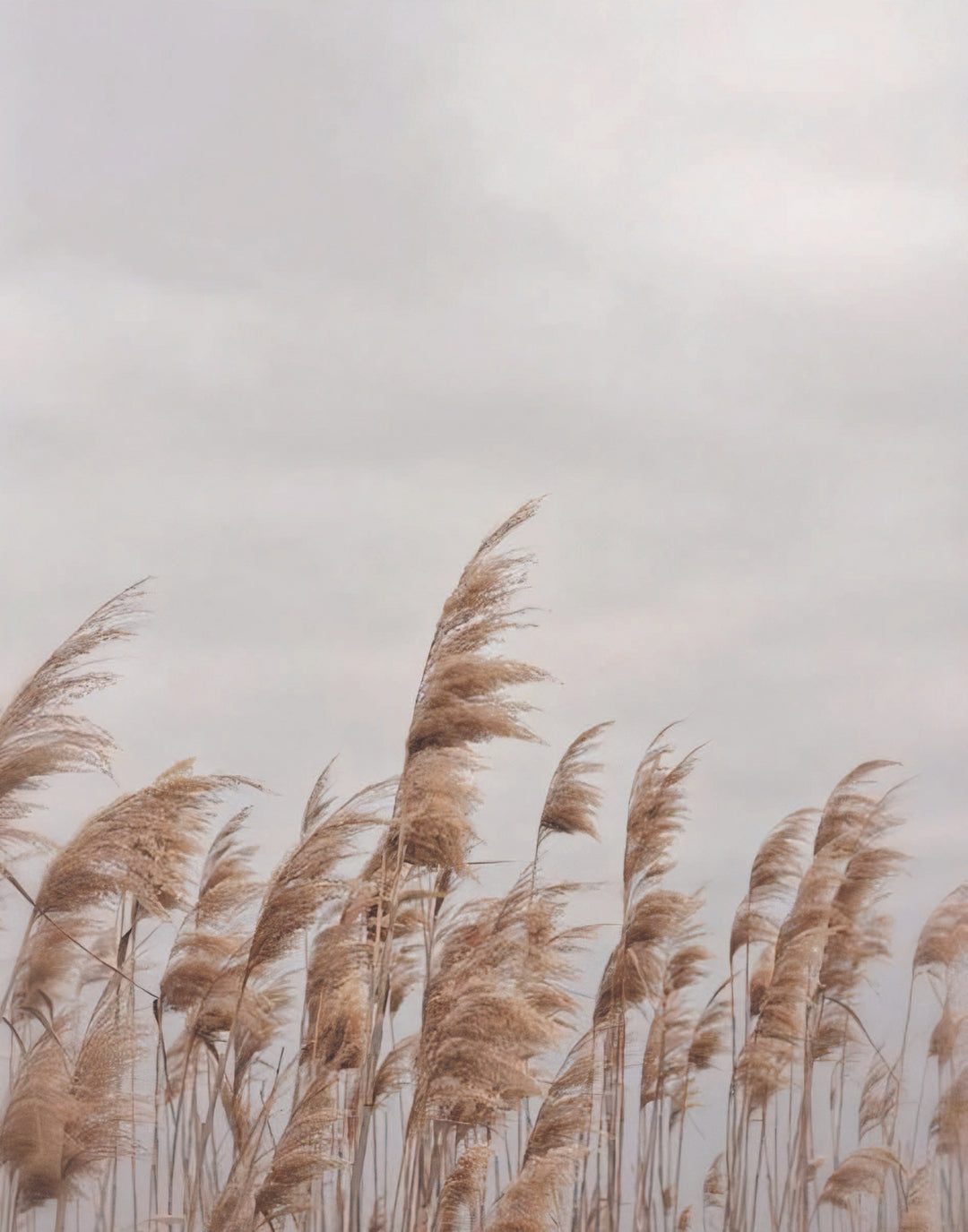 BEIGE WINDS POSTER - PosterFi