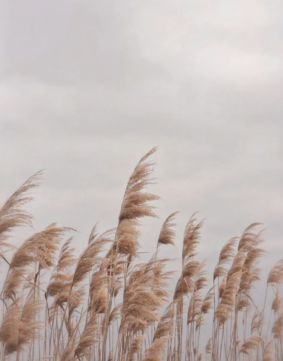 BEIGE WINDS POSTER - PosterFi