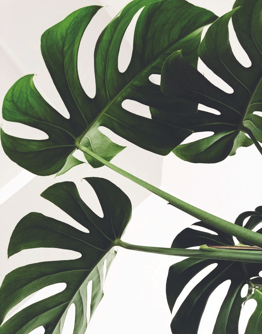 BIG GREEN LEAVES POSTER - PosterFi