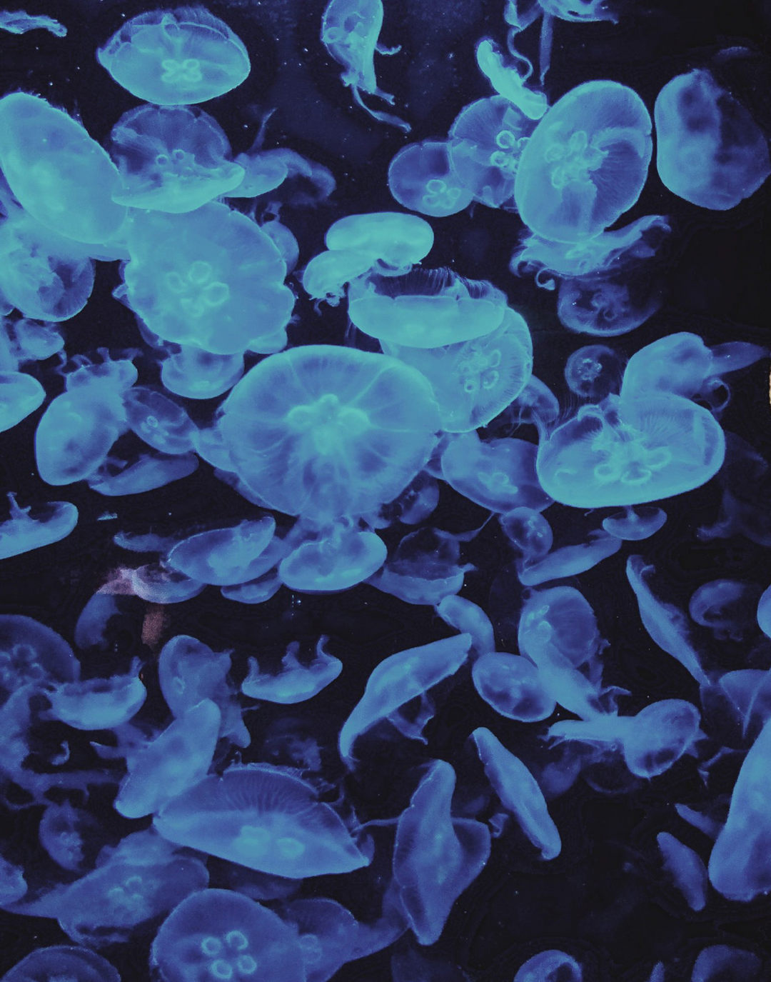 BLUE JELLYFISH POSTER - PosterFi