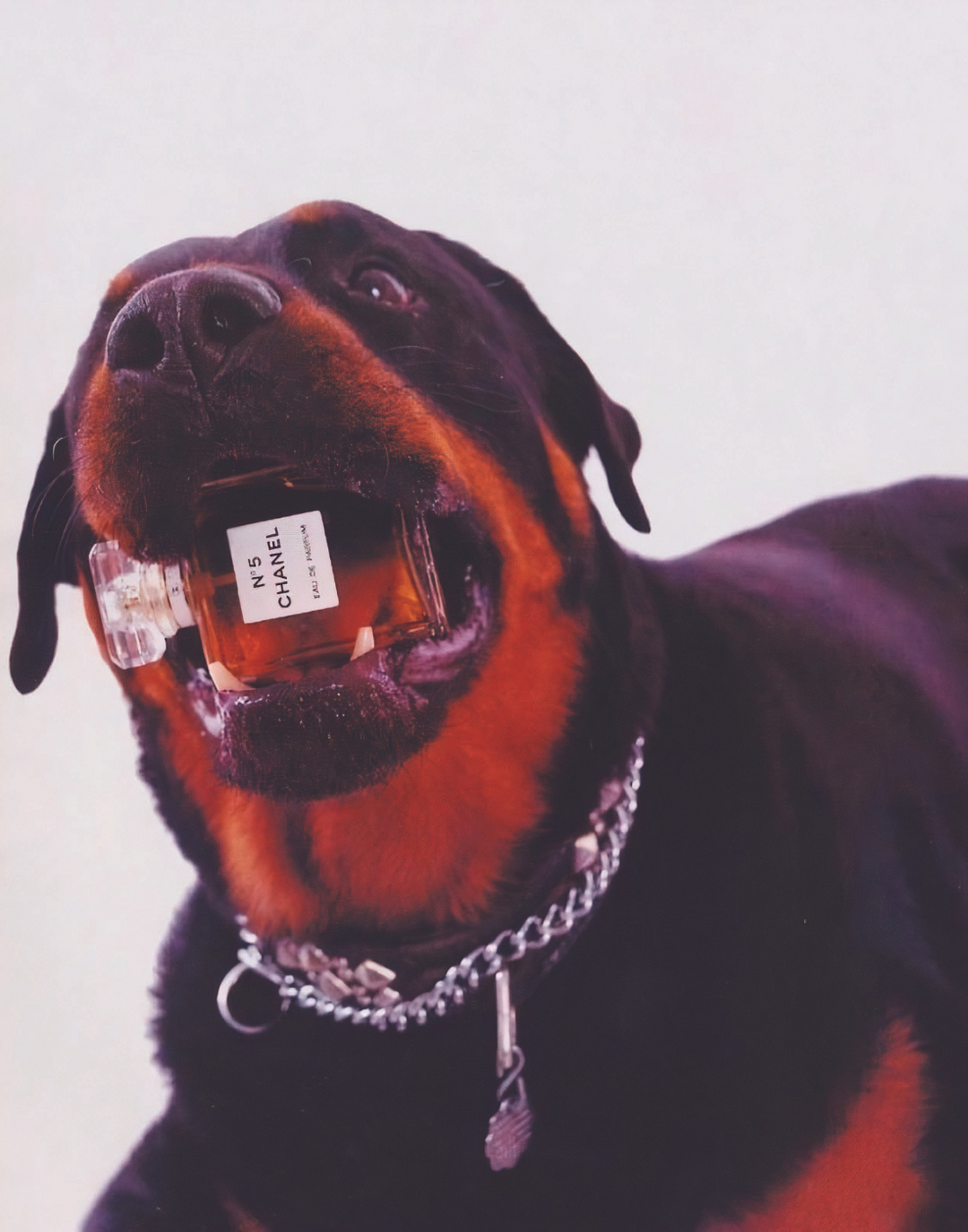 CC DOG POSTER - PosterFi