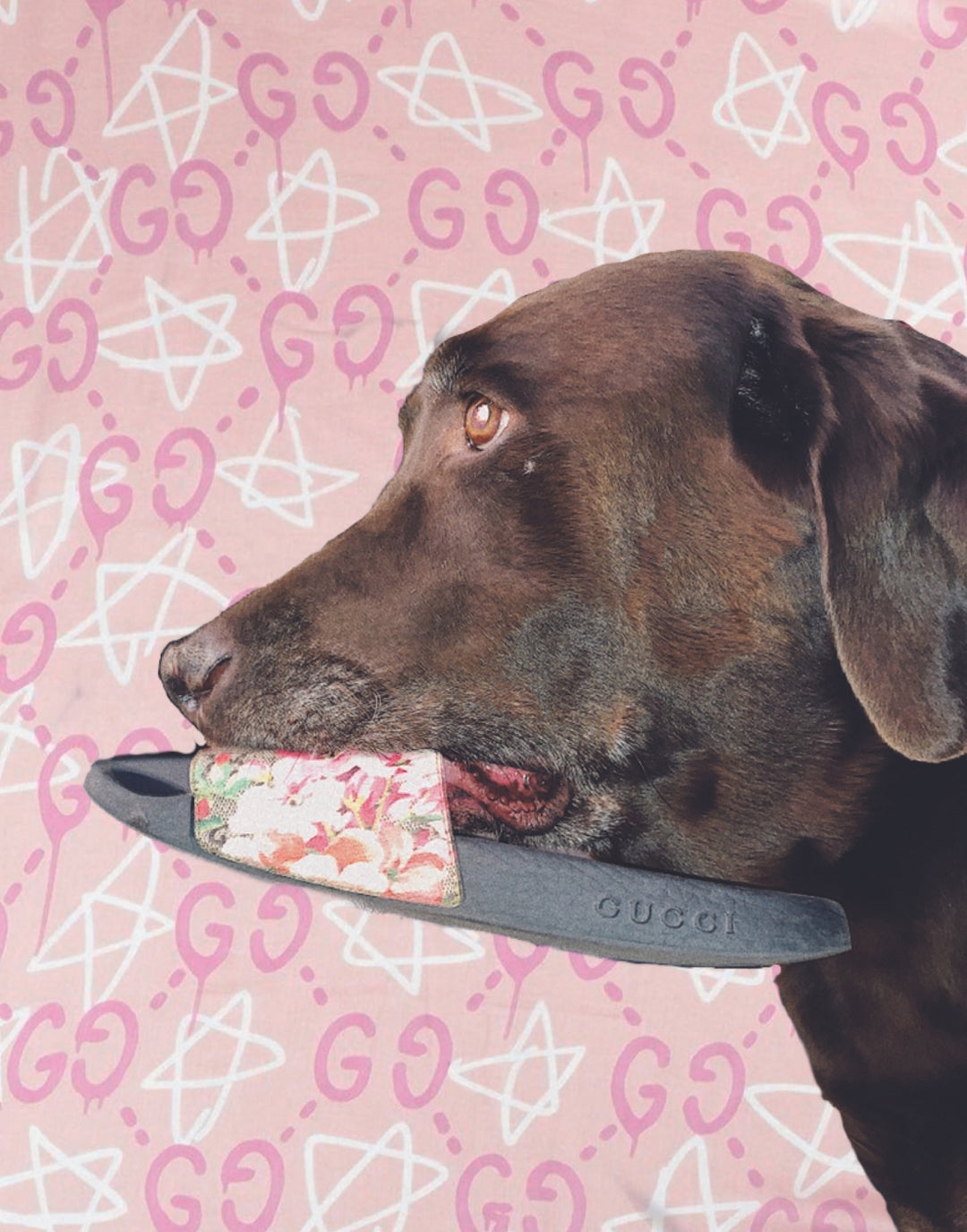DESIGNER DOGGO POSTER - PosterFi
