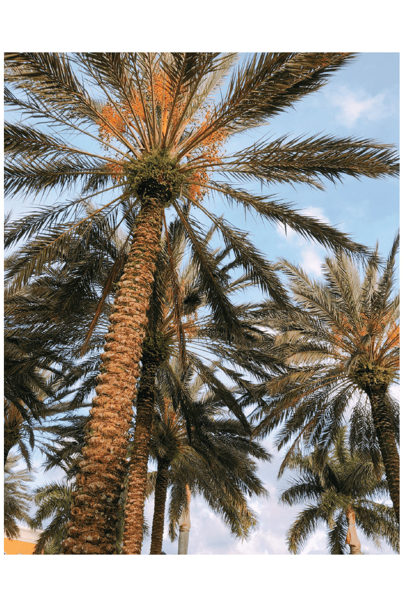 PALM POSTER - PosterFi