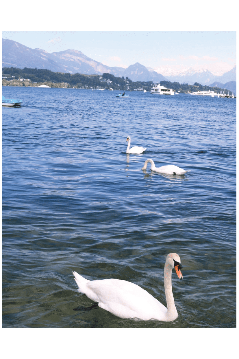 SWAN WATER - PosterFi