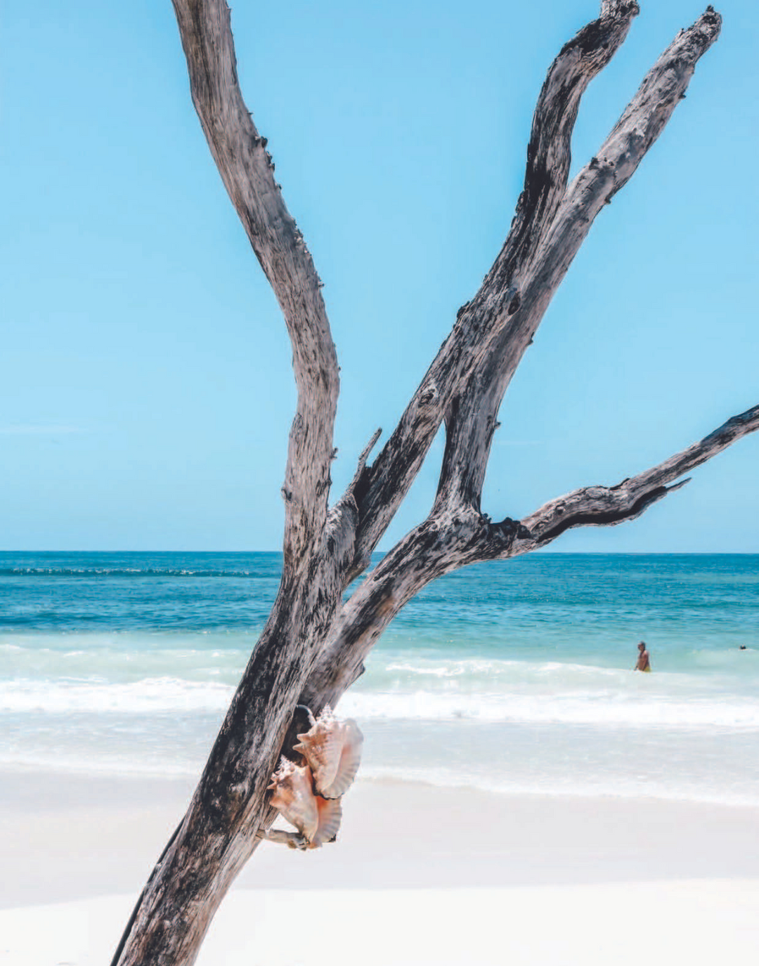 BEACH TREE POSTER - PosterFi