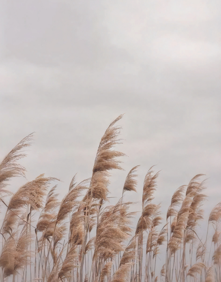 BEIGE WINDS POSTER - PosterFi