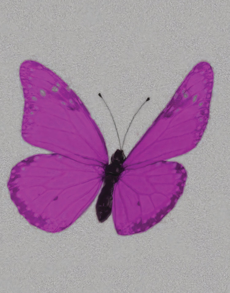 BUTTERFLY POSTER IN ALL COLORS - PosterFi