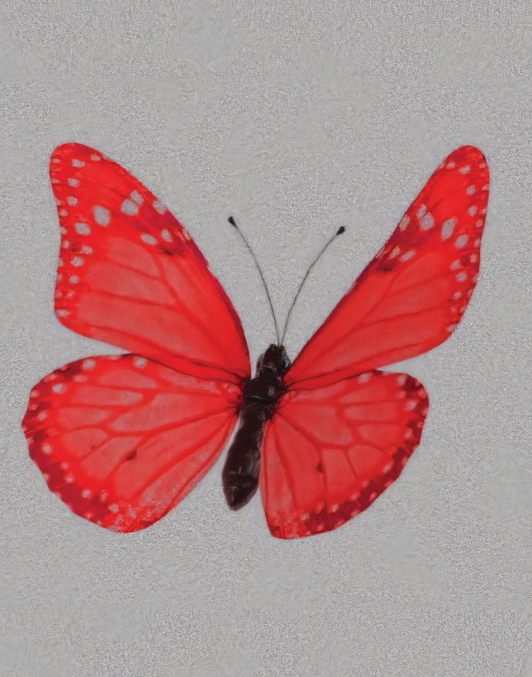BUTTERFLY POSTER IN ALL COLORS - PosterFi