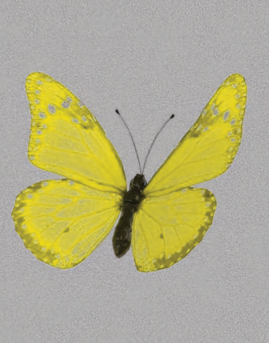 BUTTERFLY POSTER IN ALL COLORS – PosterFi