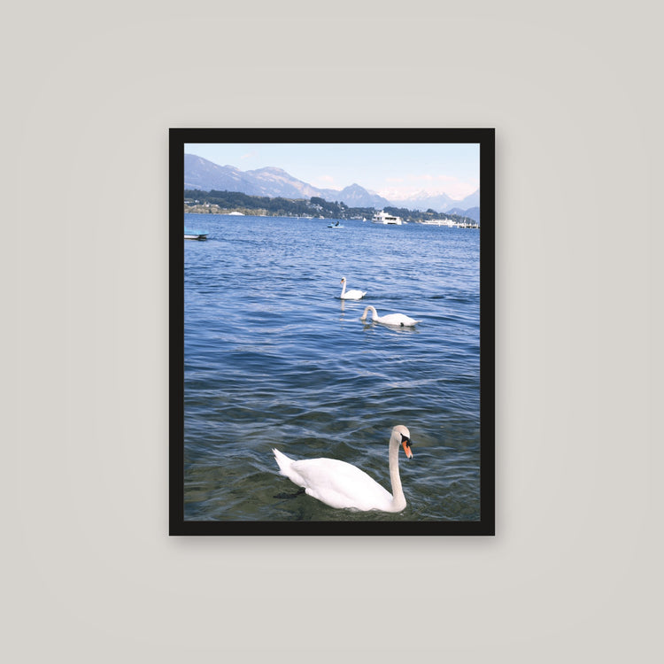 [auto-mockup] SWAN WATER POSTER - 16 x 20in.