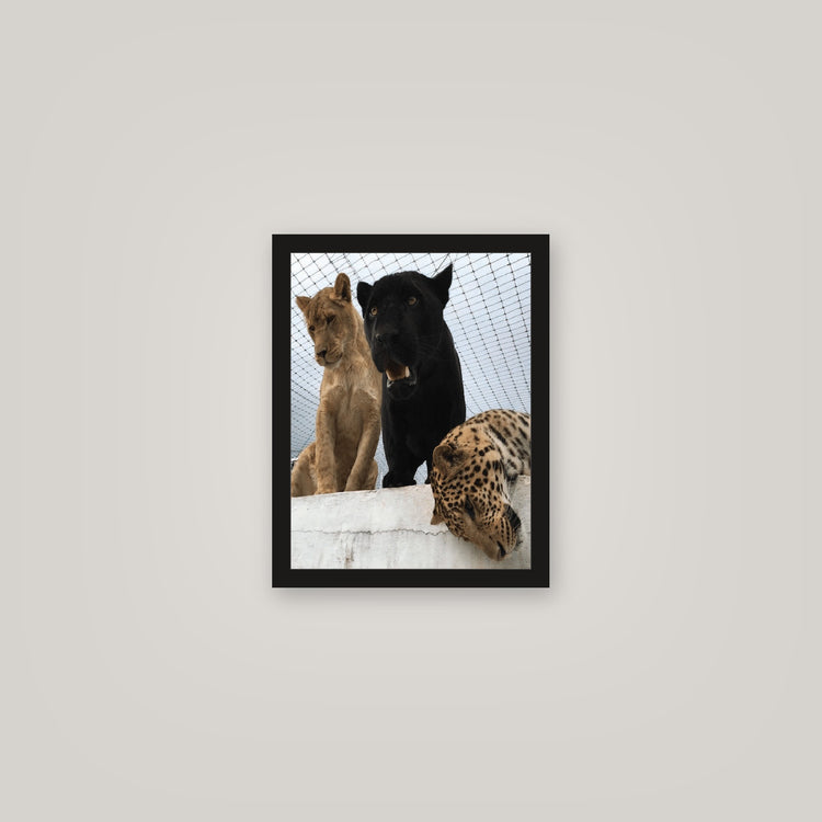 [auto-mockup] TIGER KING POSTER - 11 x 14in.