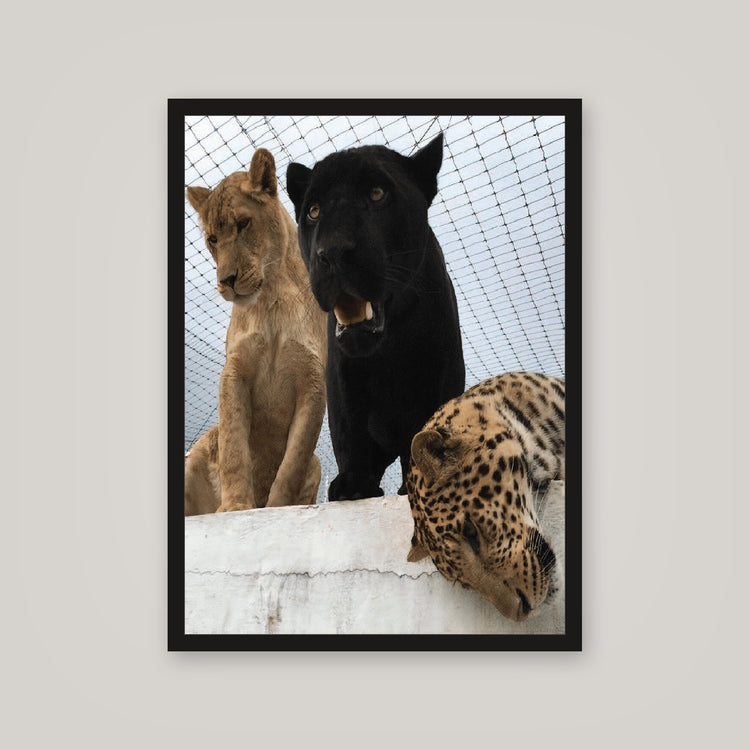 [auto-mockup] TIGER KING POSTER - 18 x 24in.